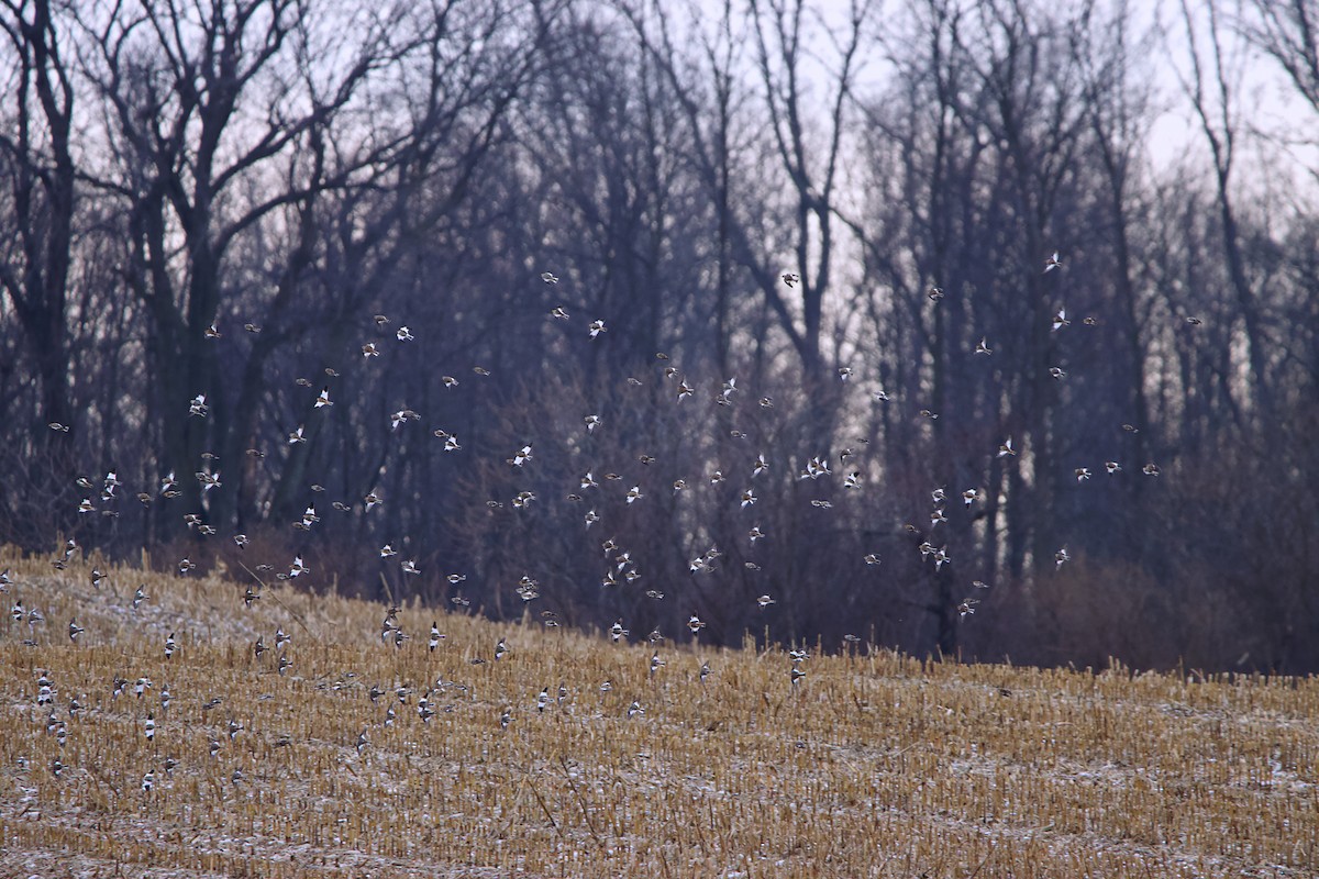 Snow Bunting - ML296705131