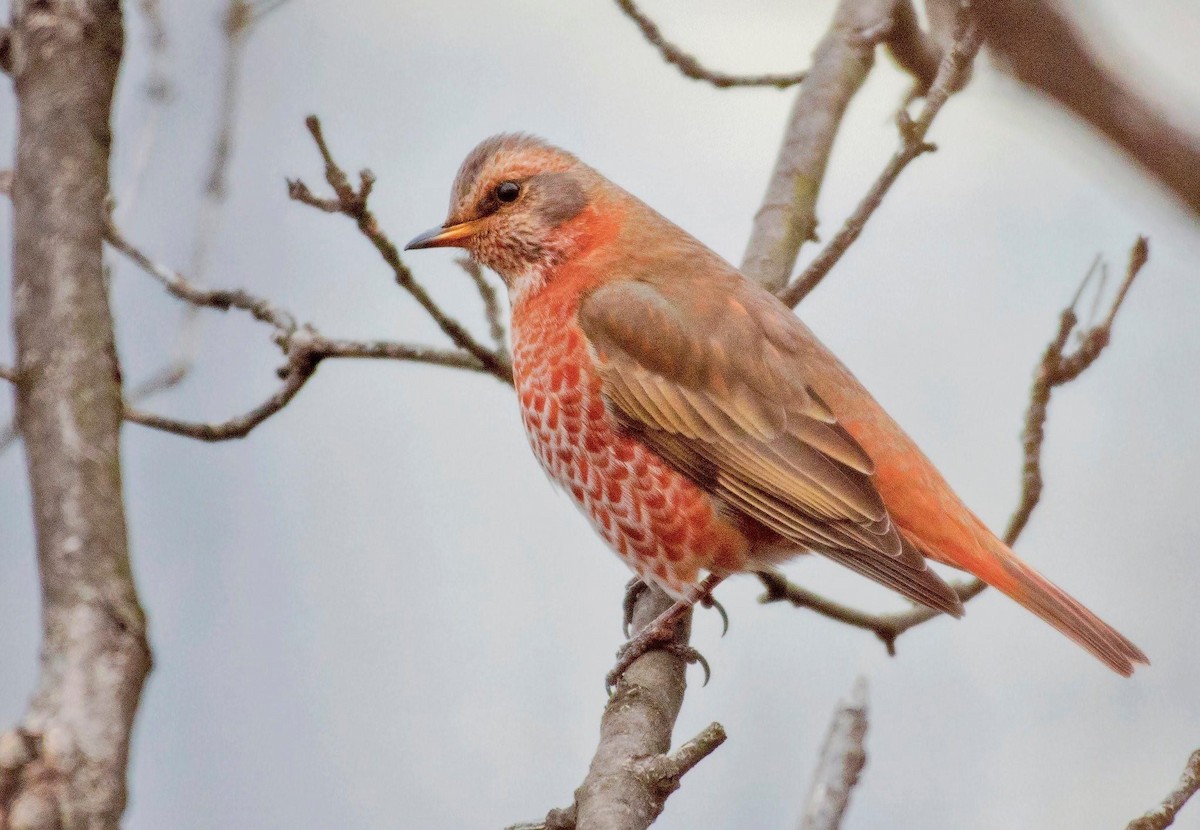 Naumann's Thrush - ML296705201