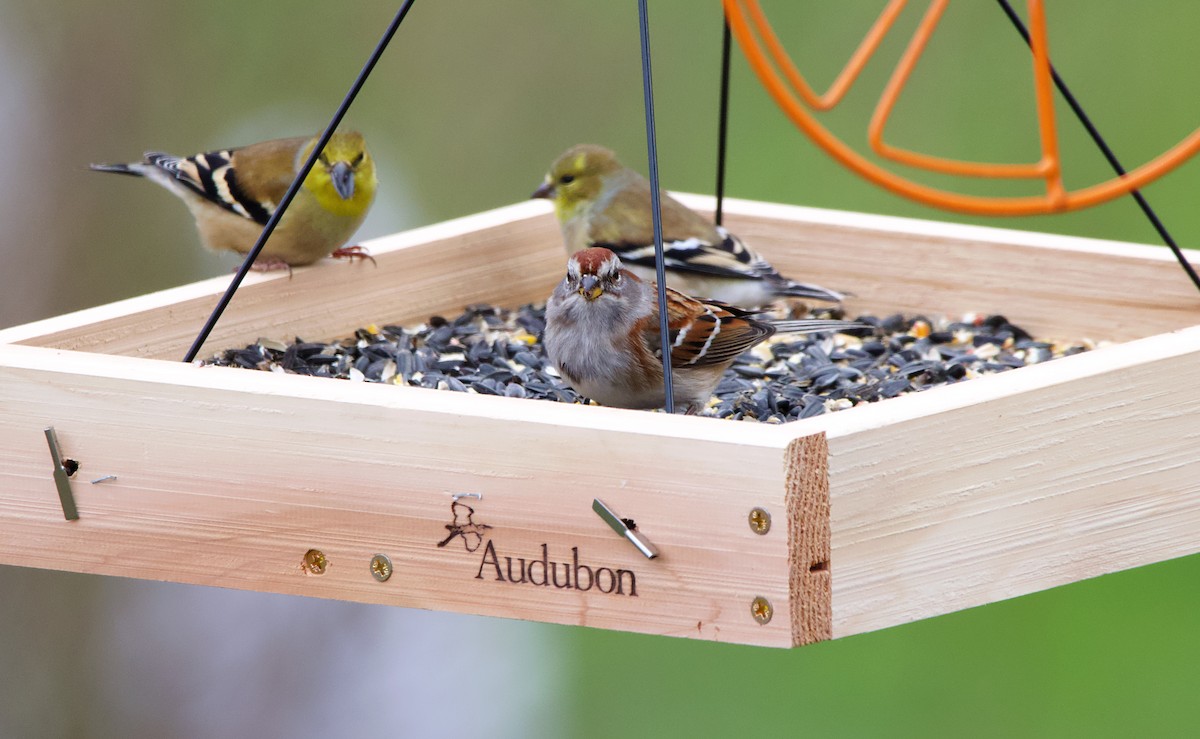 American Tree Sparrow - ML296705231