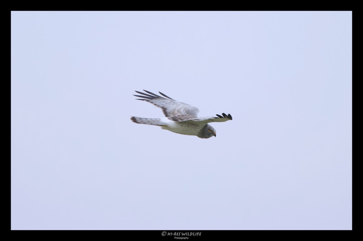 Northern Harrier - ML296705381