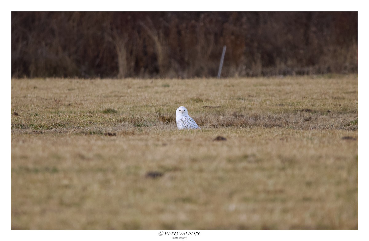 Snowy Owl - ML296705601
