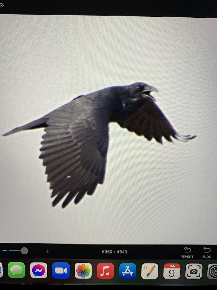 Common Raven - ML296705621