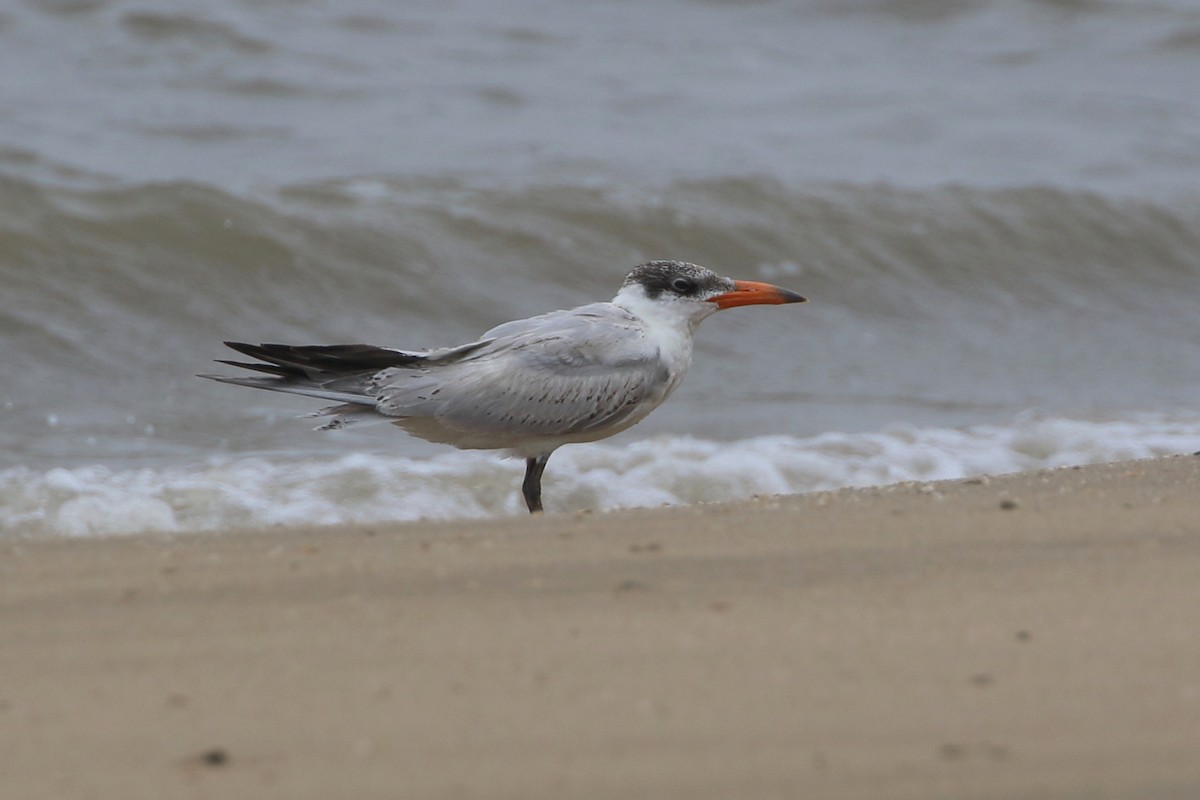 Caspian Tern - ML296706521