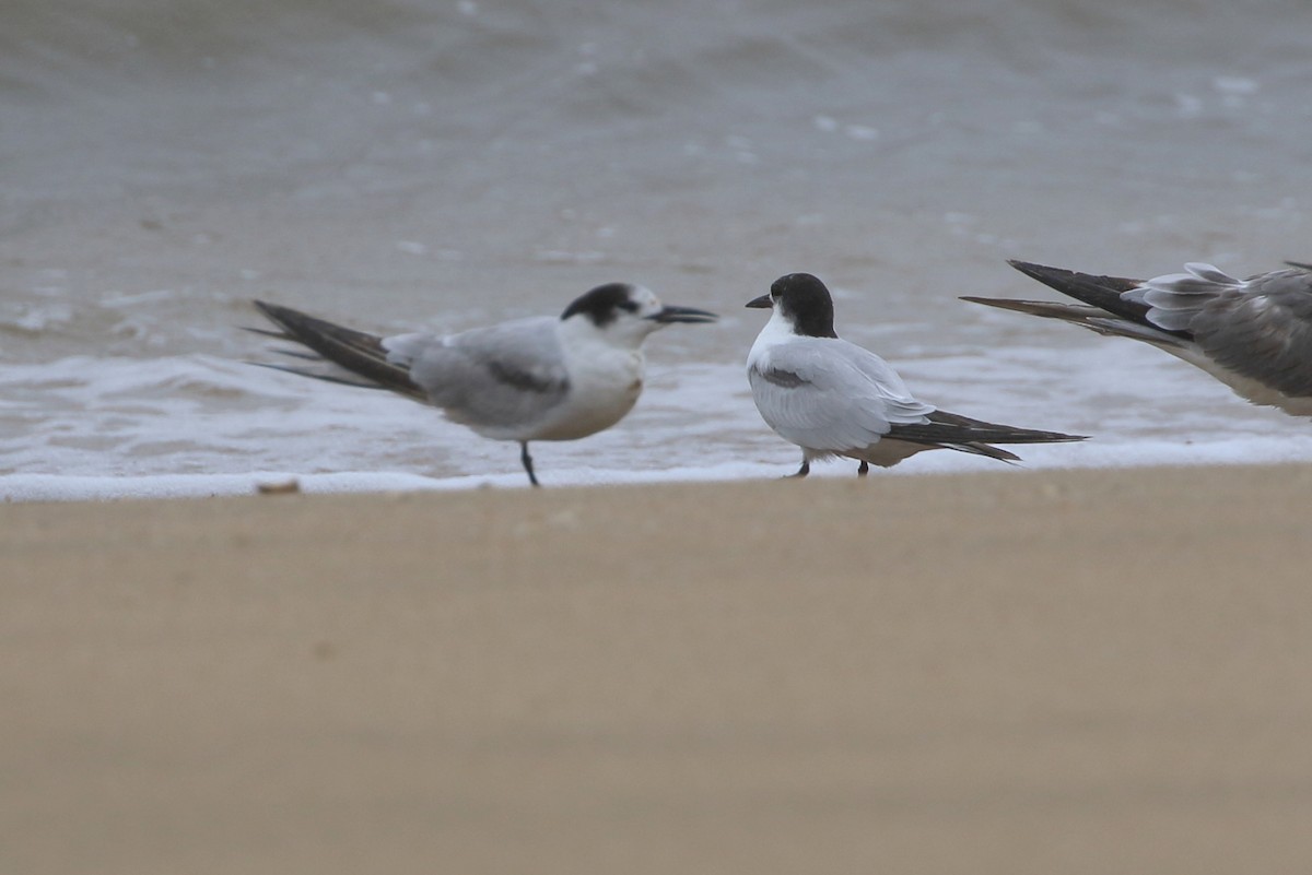 Common Tern - ML296706771