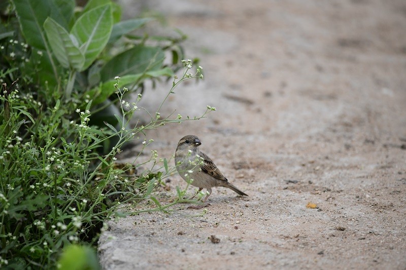 House Sparrow - ML296707221