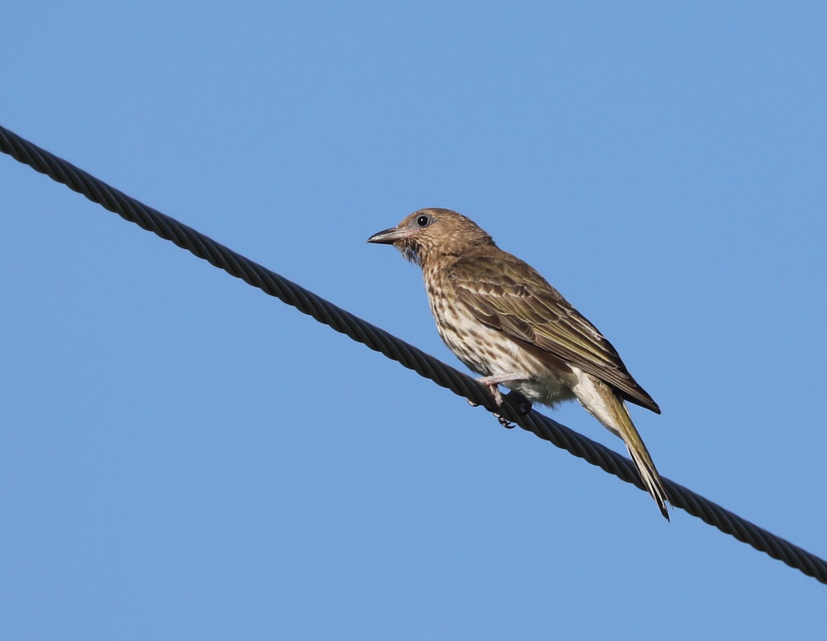 Australasian Figbird - ML296707301