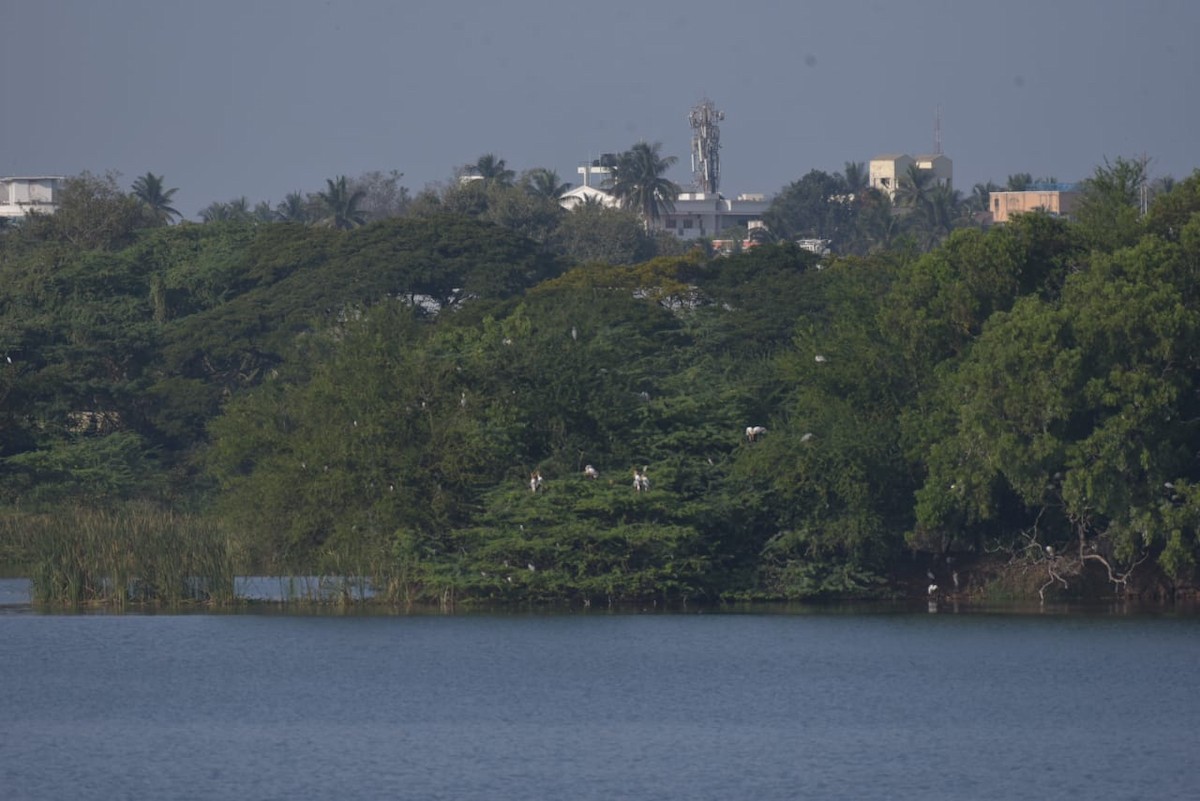 Painted Stork - ML296707941