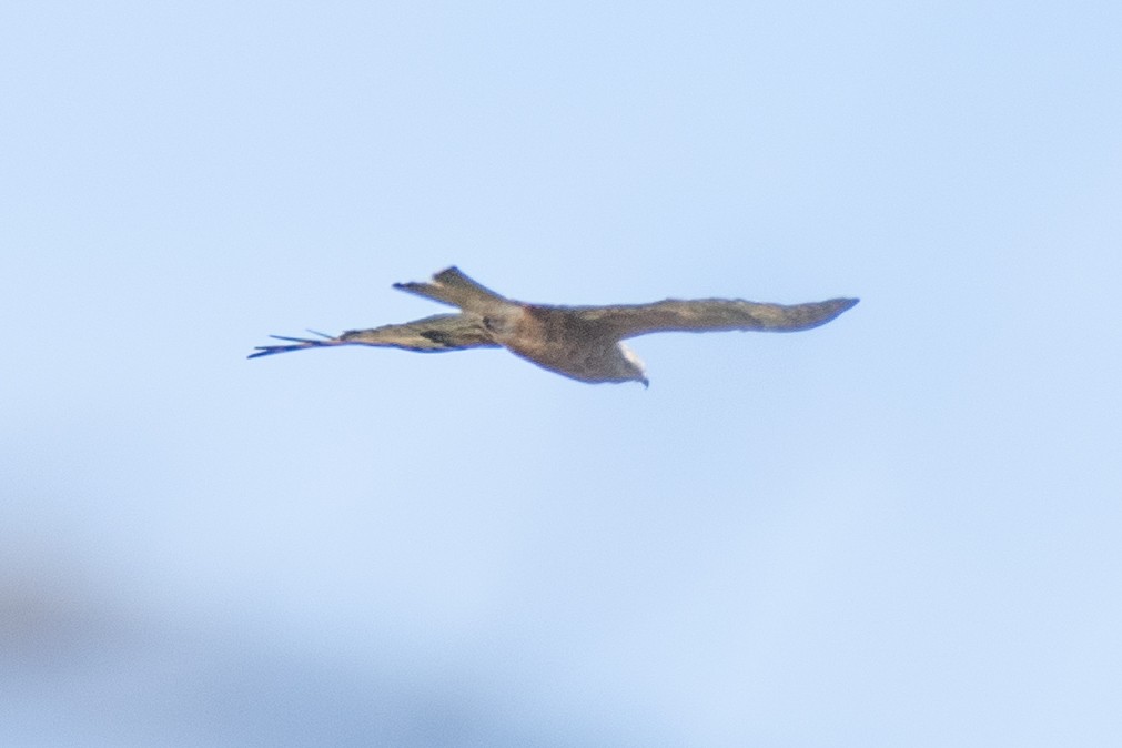 Square-tailed Kite - ML296708181