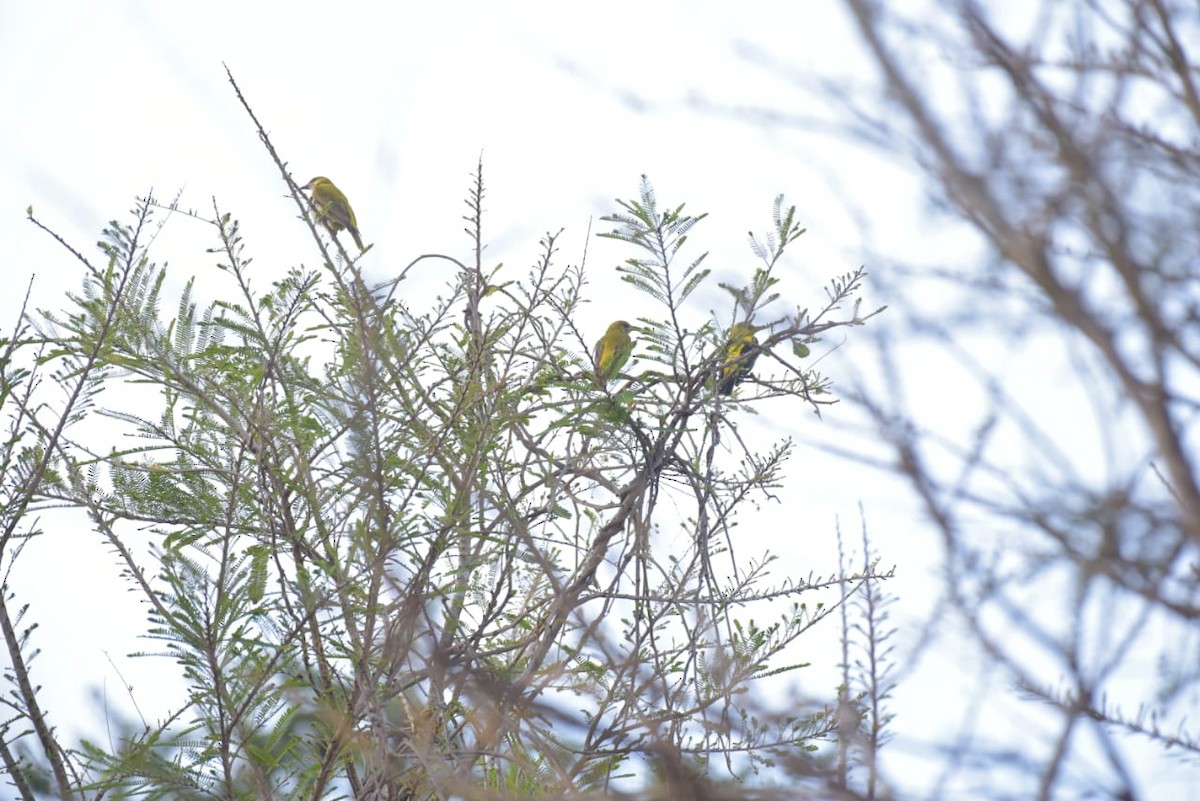 Indian Golden Oriole - ML296708211