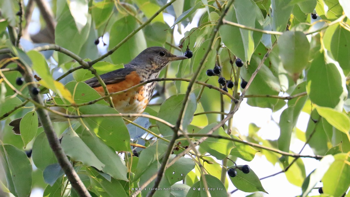 Gray-backed Thrush - ML296709241