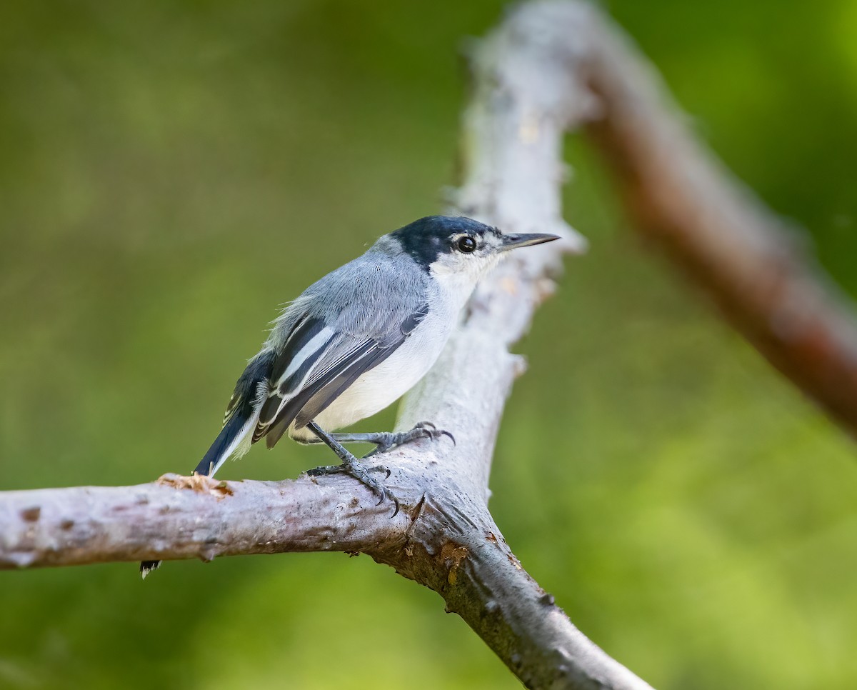 White-lored Gnatcatcher - ML296710661