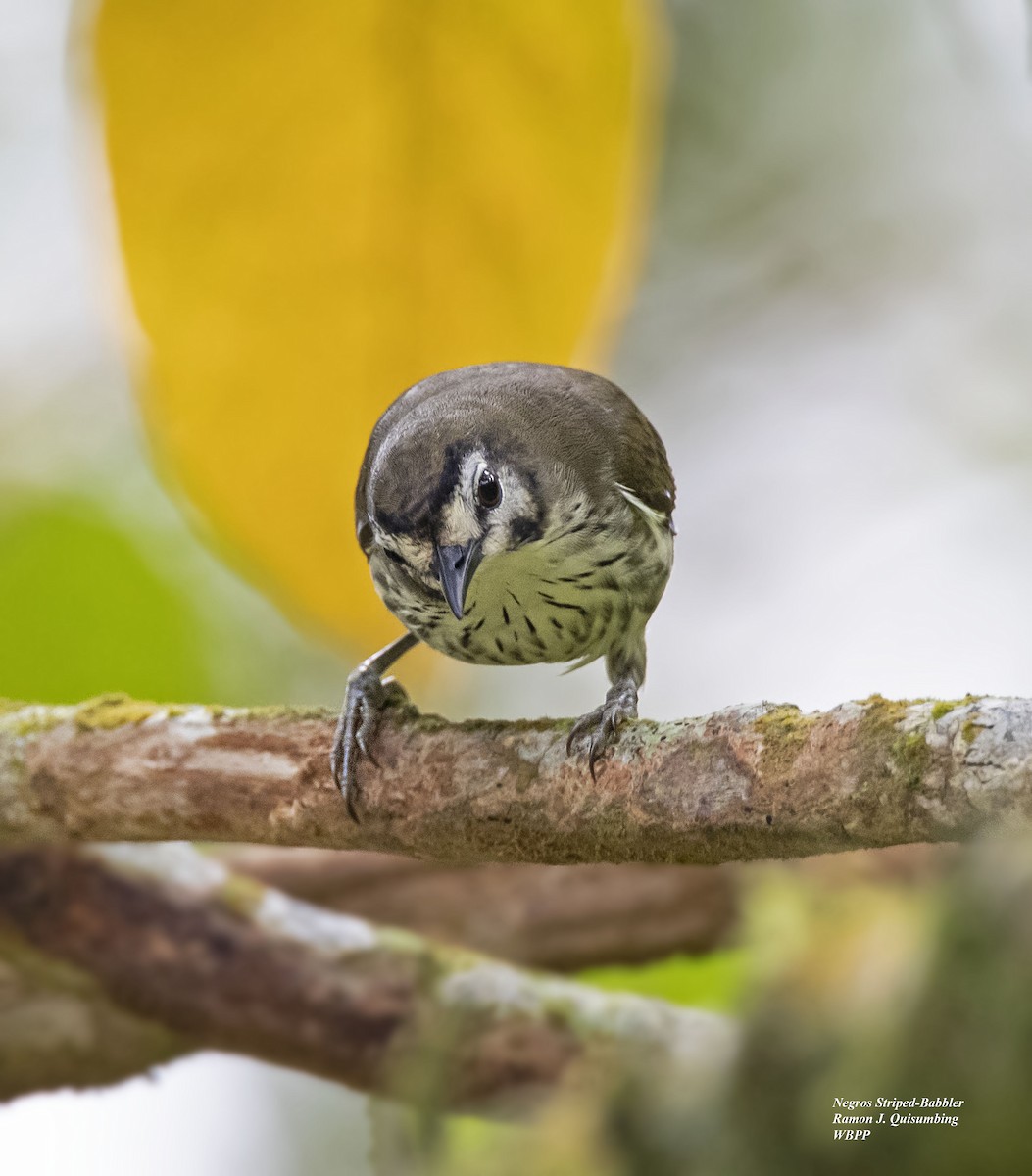 Negros Striped-Babbler - ML296711231