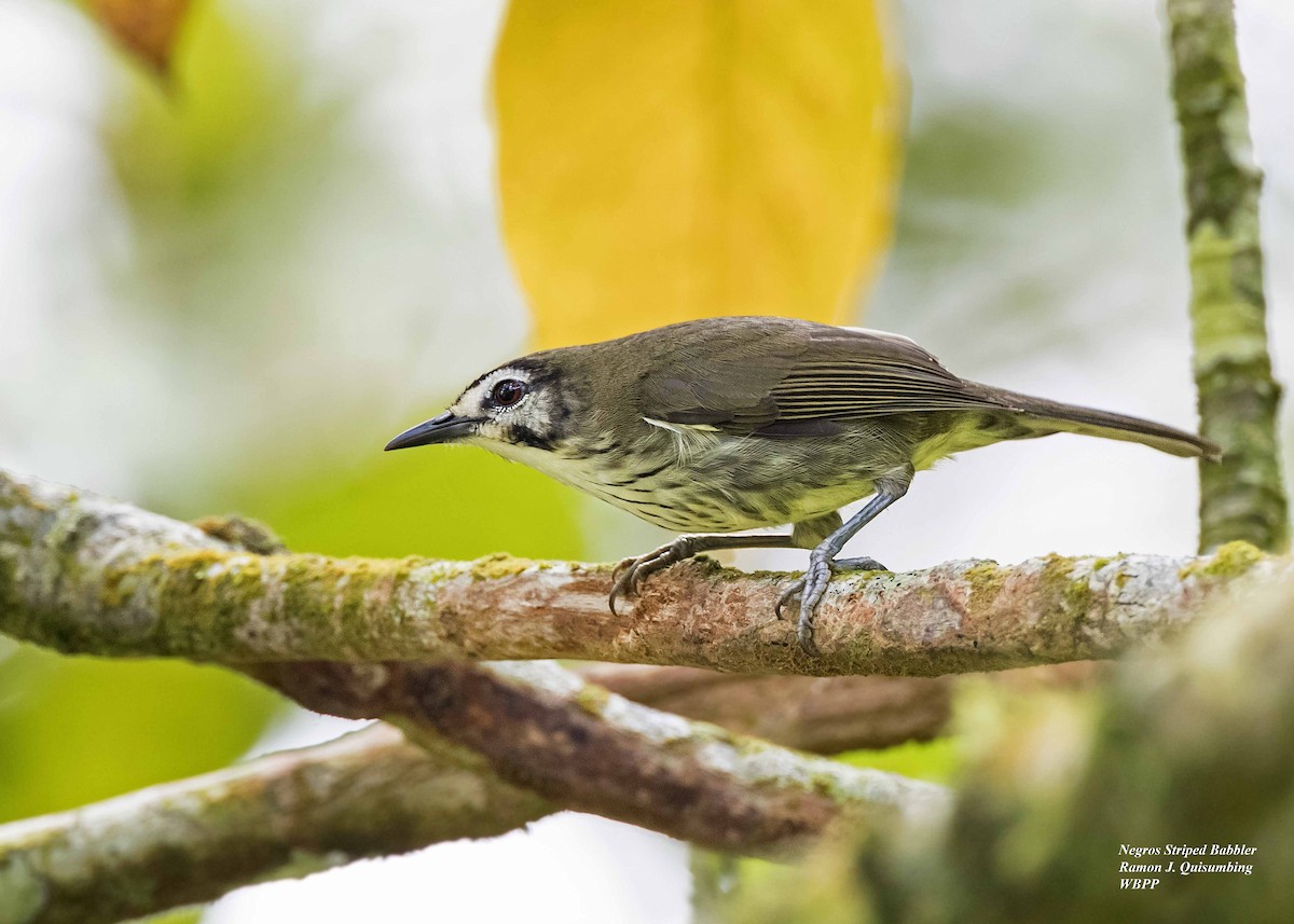 Negros Striped-Babbler - ML296711321