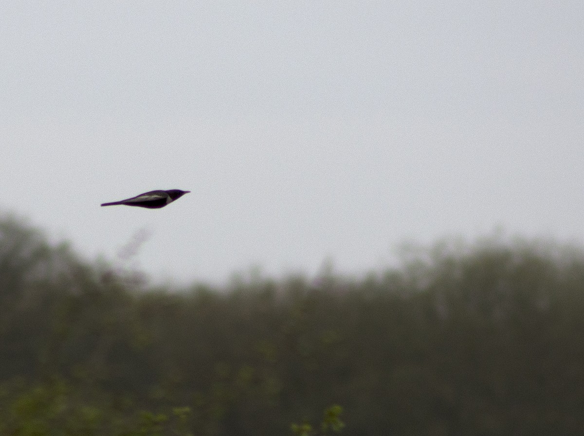 Ring Ouzel - ML296713811