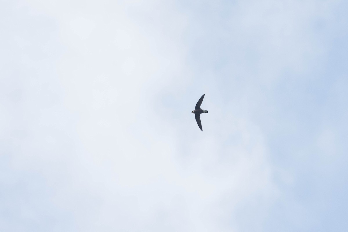White-throated Needletail - ML296714841