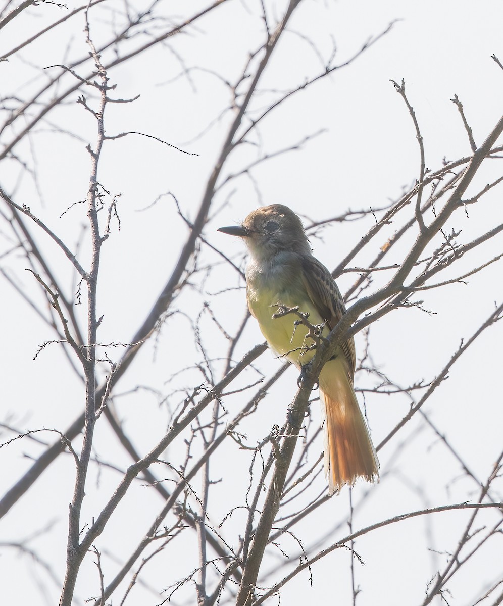 Nutting's Flycatcher - Per Smith