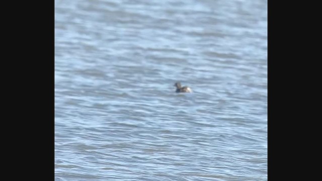 Least Grebe - ML296715061