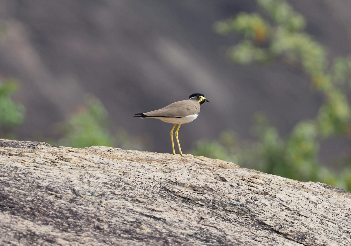 Yellow-wattled Lapwing - Rajesh Radhakrishnan