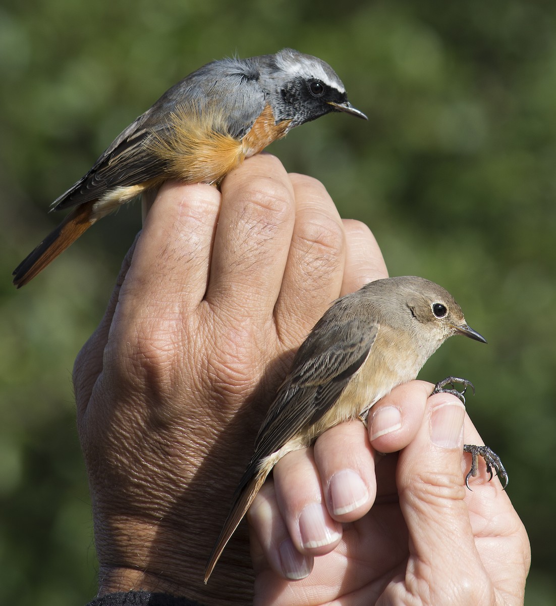Common Redstart - ML296715481