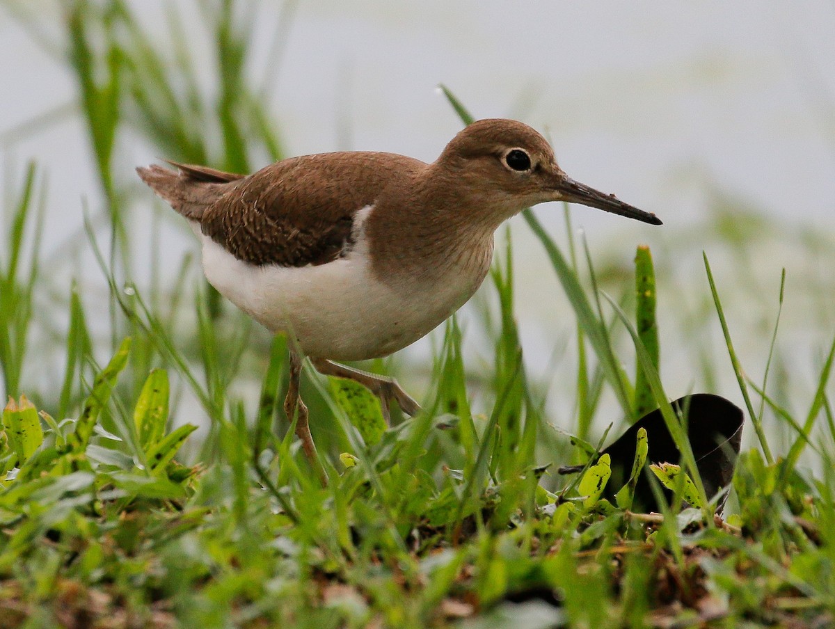 Common Sandpiper - Neoh Hor Kee