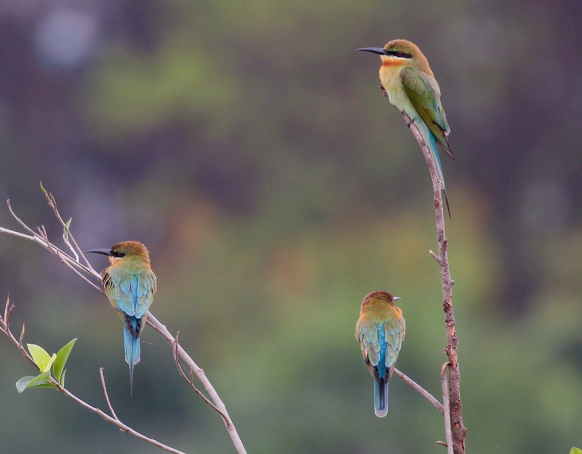 Blue-tailed Bee-eater - ML296716681