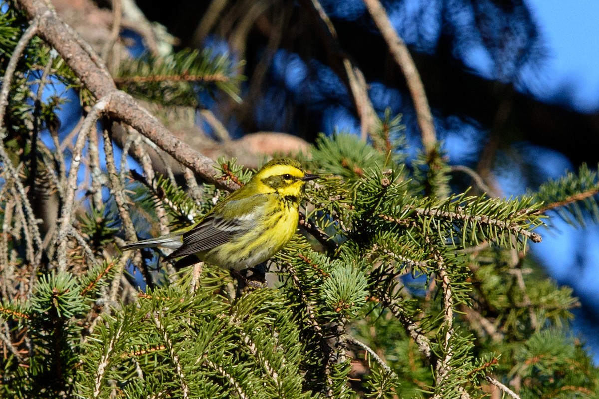 Townsend's Warbler - ML296716851