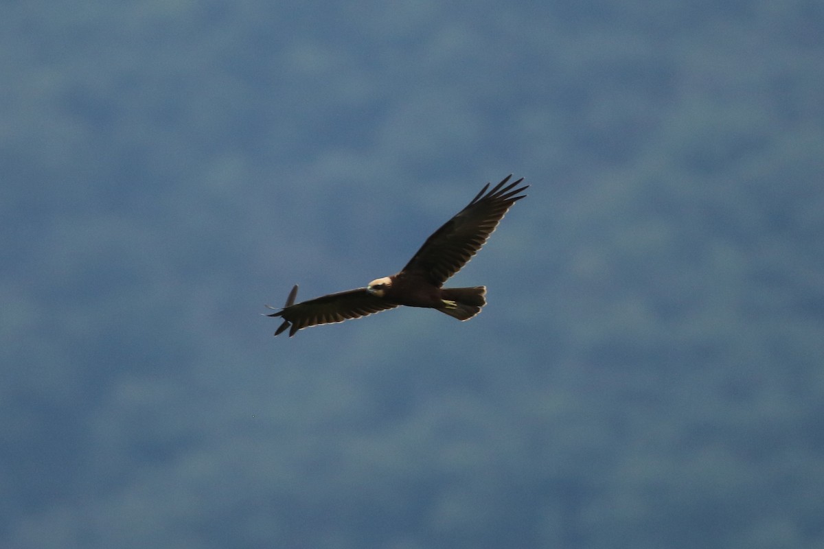 Western Marsh Harrier - ML296717371