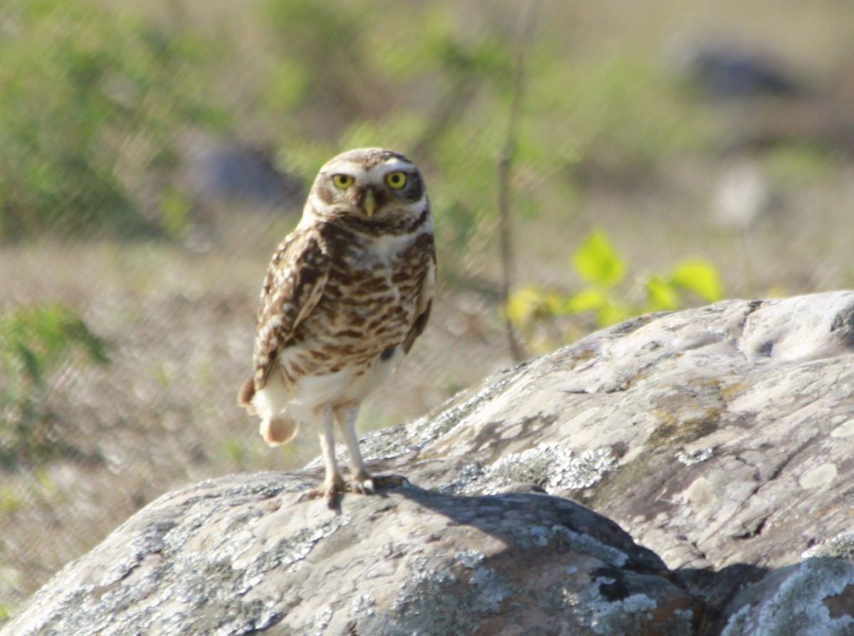 Burrowing Owl - ML296717741