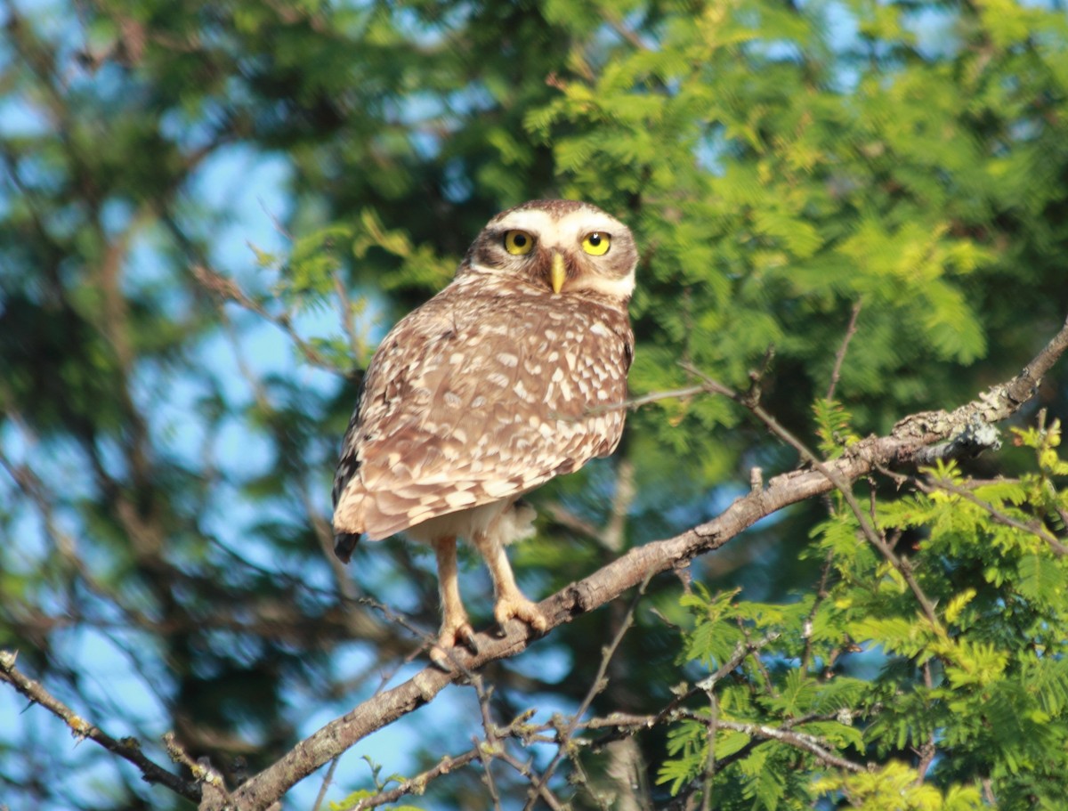 Burrowing Owl - Verónica  Tejerina