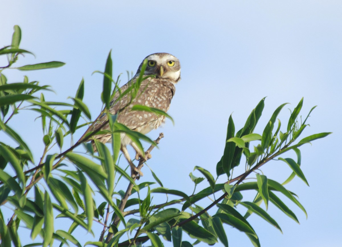 Burrowing Owl - ML296717771