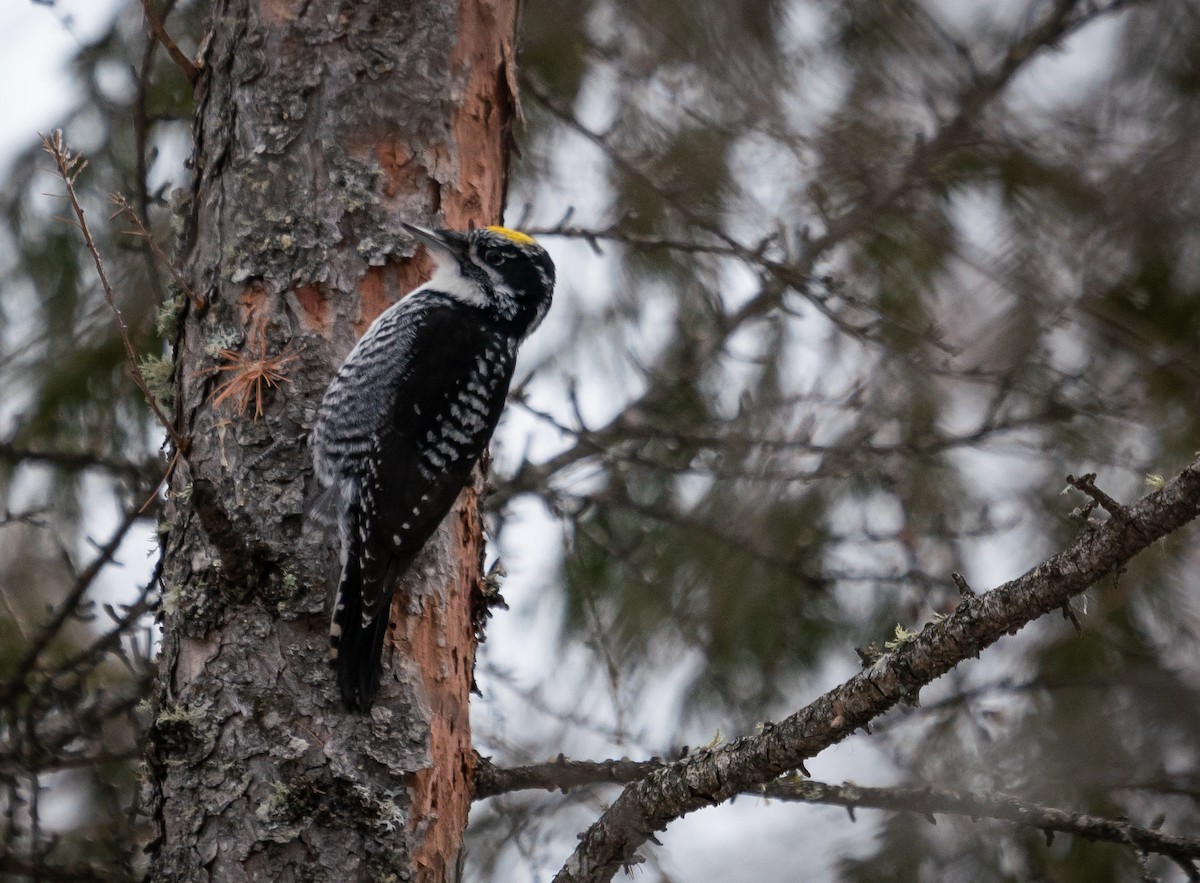 American Three-toed Woodpecker - ML296718321