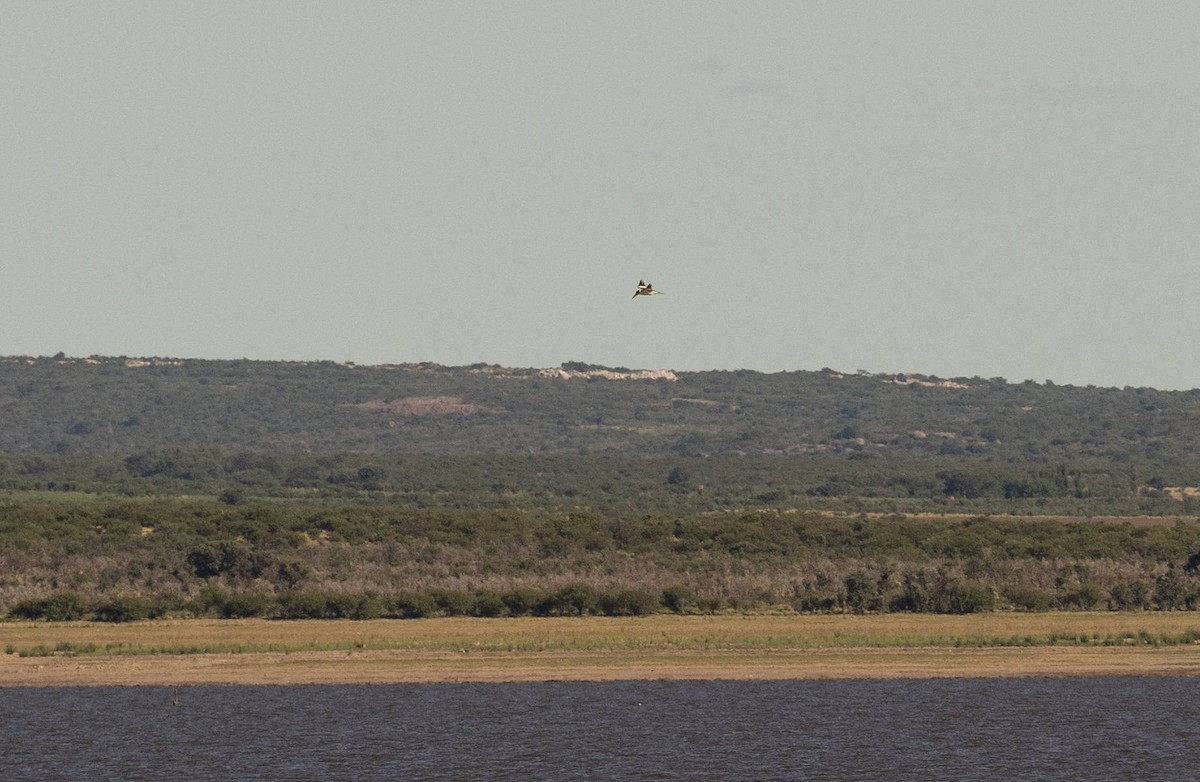 Large-billed Tern - ML296718461