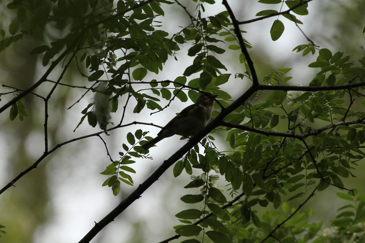 Common Chaffinch - ML296720821