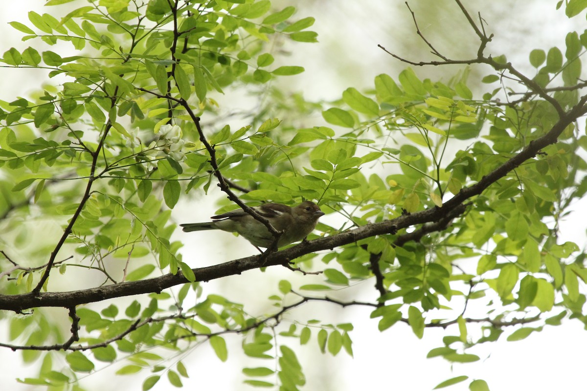 Common Chaffinch - ML296720841