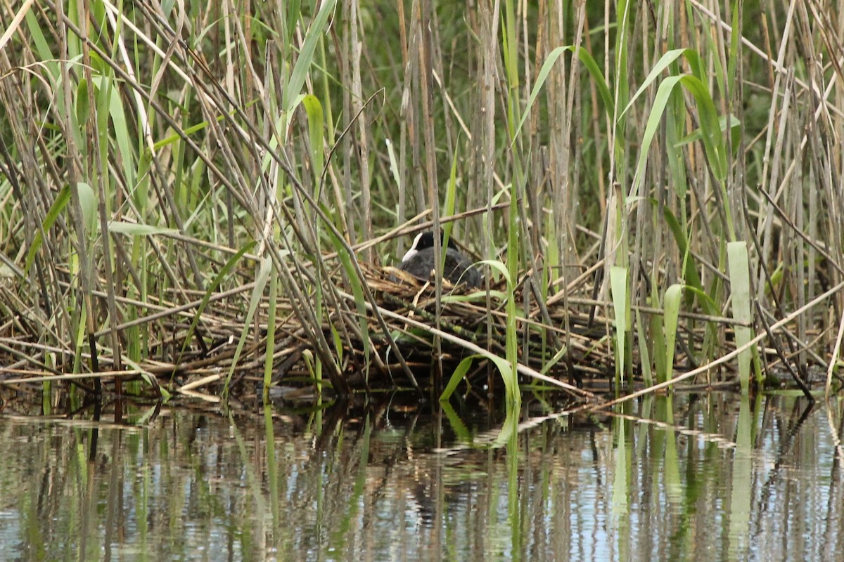 Eurasian Coot - ML296721001