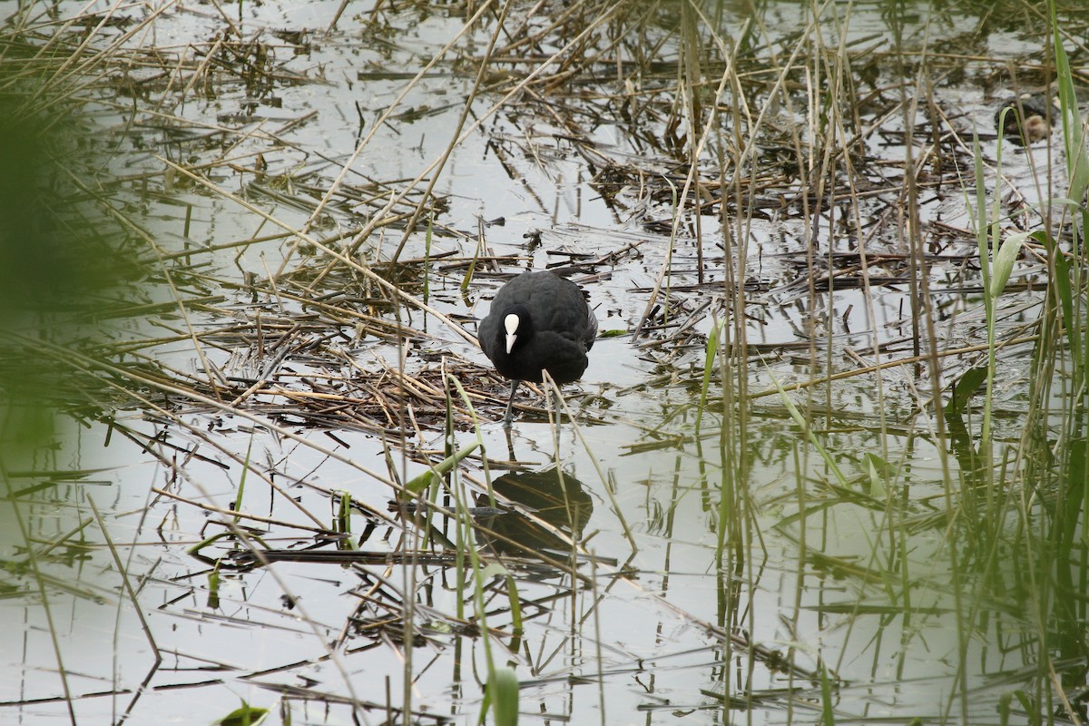 Eurasian Coot - ML296721011