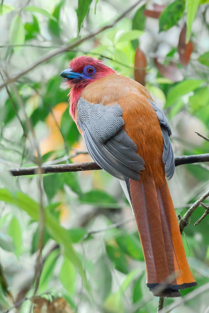 Red-headed Trogon - ML296721021