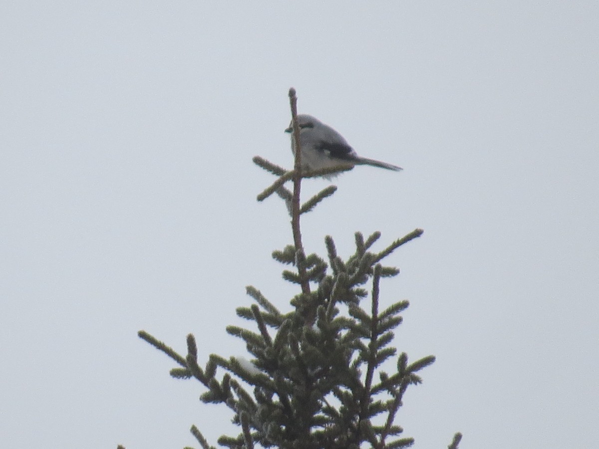 Northern Shrike - ML296722351