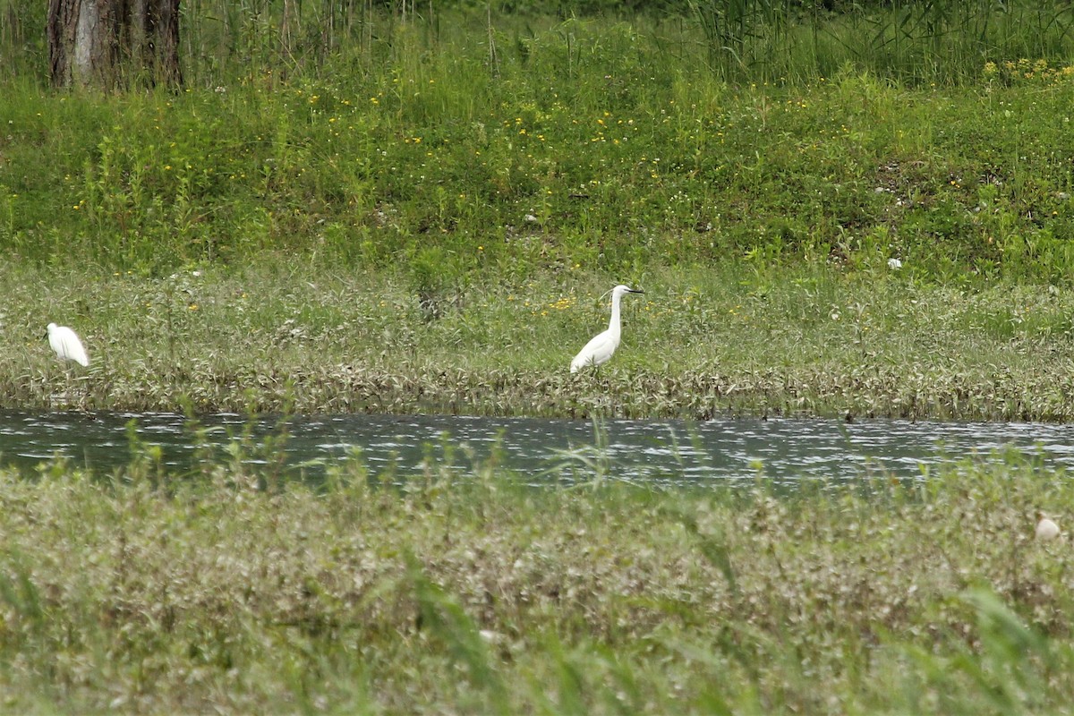 Little Egret - ML296722401