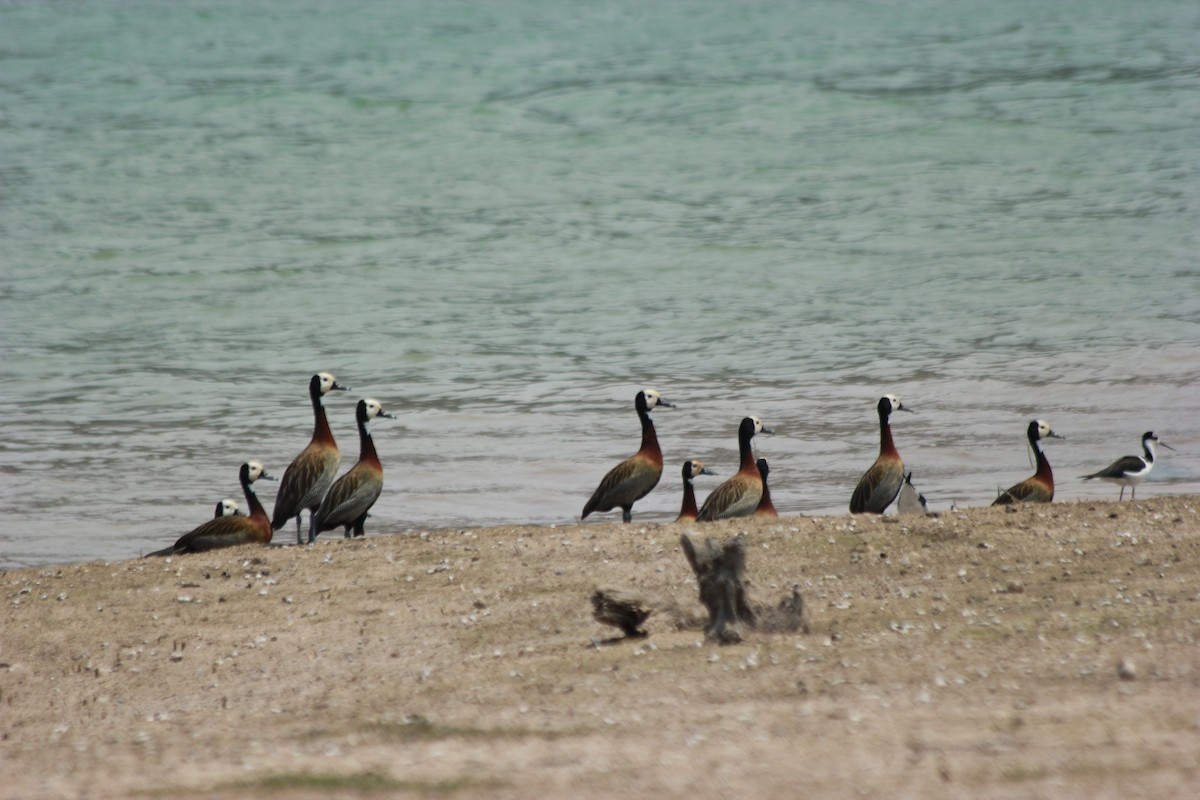 White-faced Whistling-Duck - ML296723871