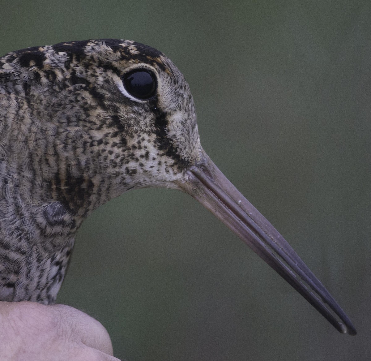 Eurasian Woodcock - ML296724291