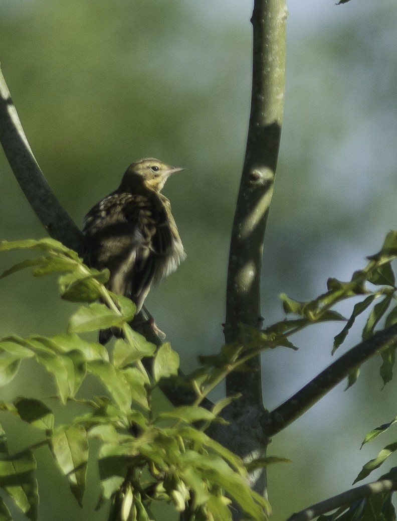 Tree Pipit - ML296725211