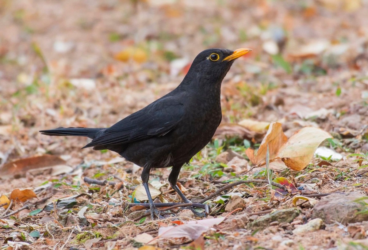 Chinese Blackbird - Koel Ko