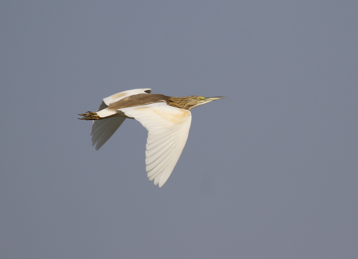 Squacco Heron - ML296725771