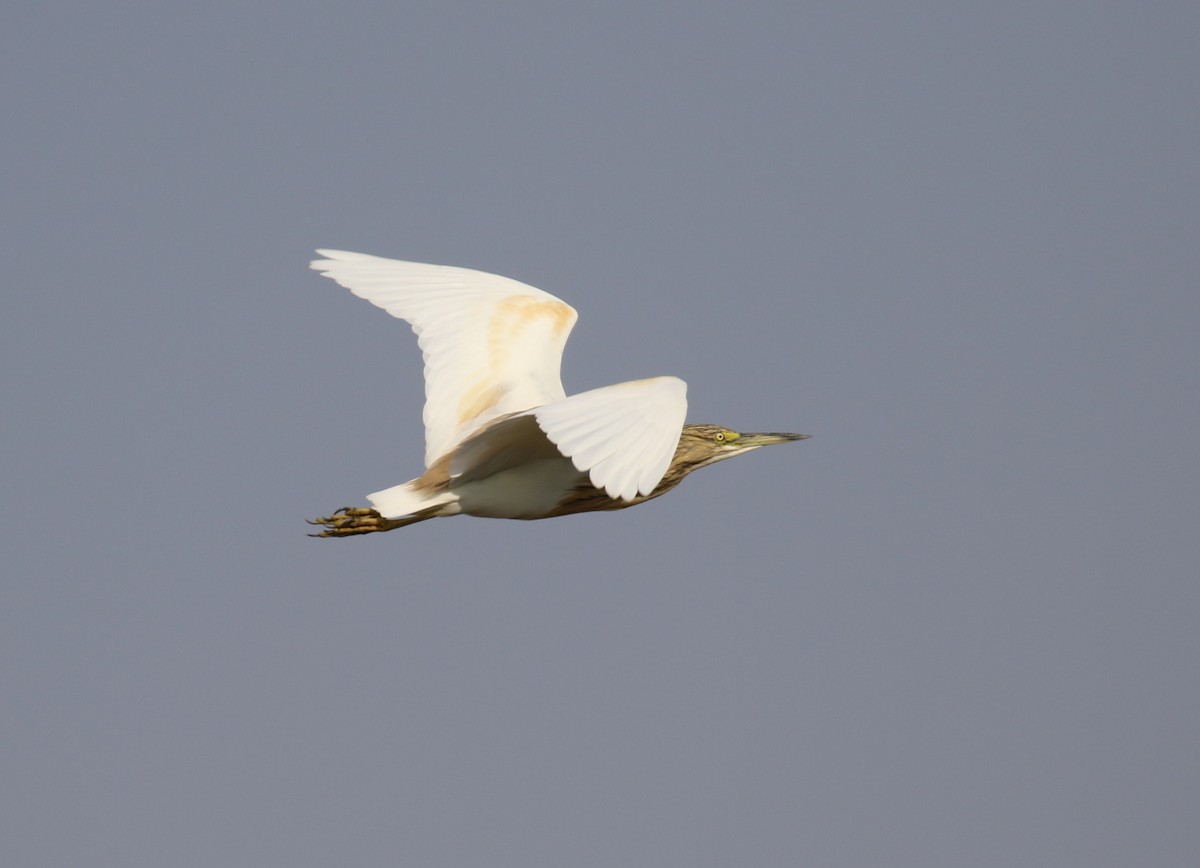 Squacco Heron - ML296725791