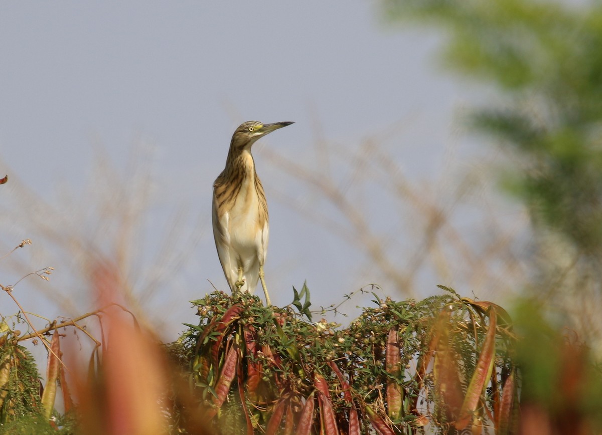 Squacco Heron - ML296725841