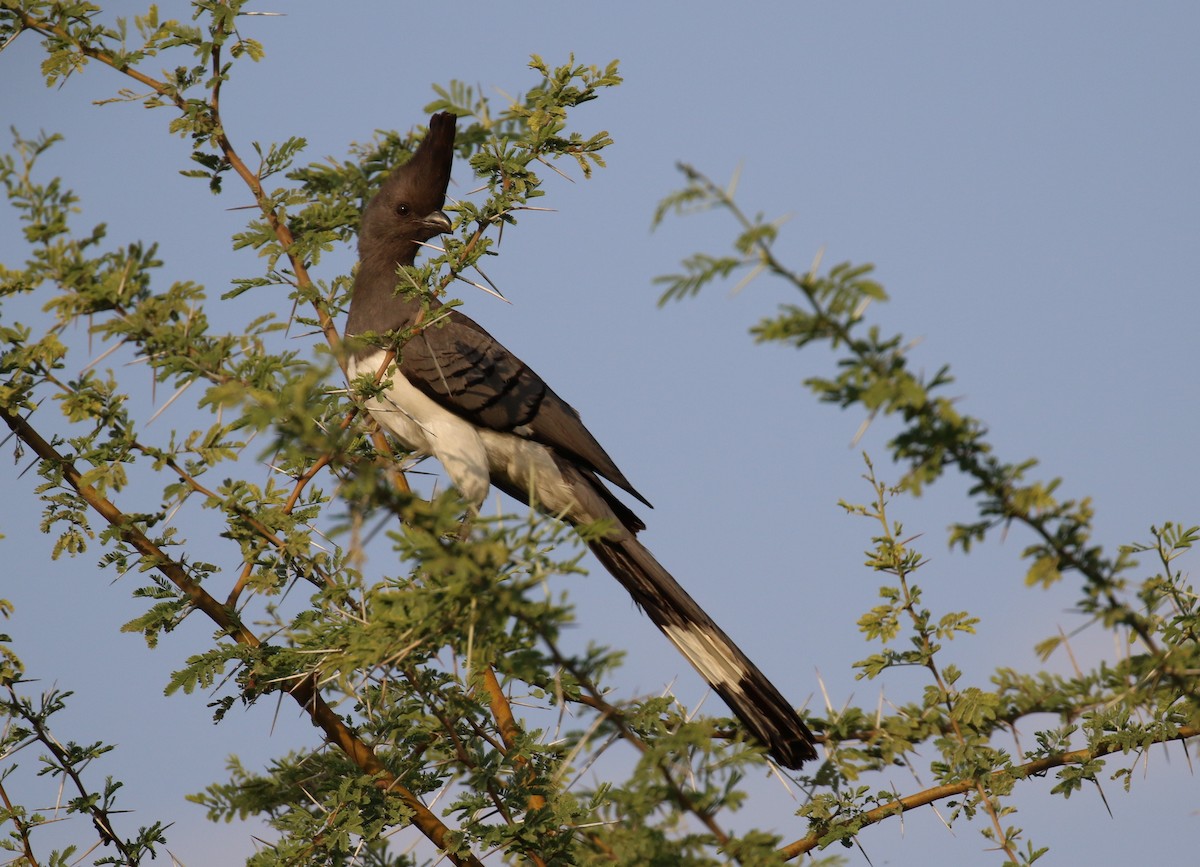 White-bellied Go-away-bird - ML296725881