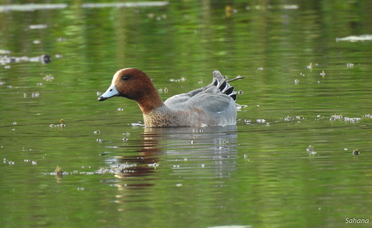 Eurasian Wigeon - ML296726871