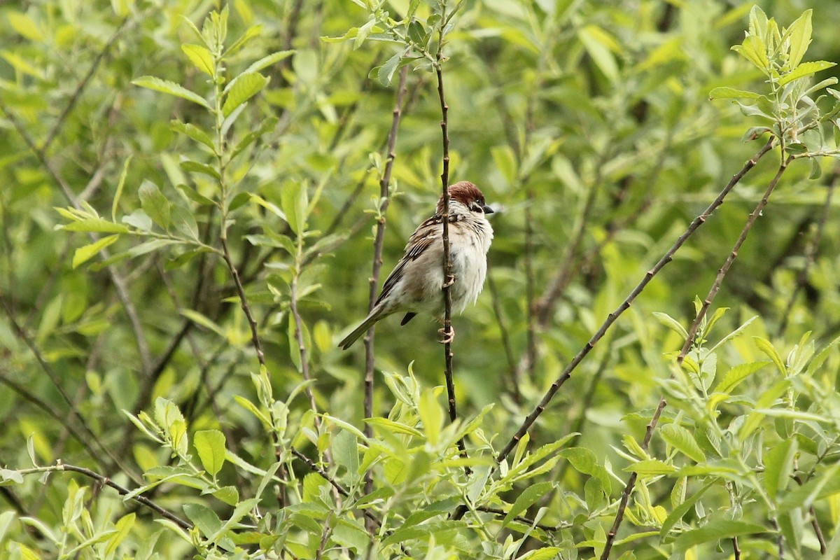 Eurasian Tree Sparrow - ML296728391