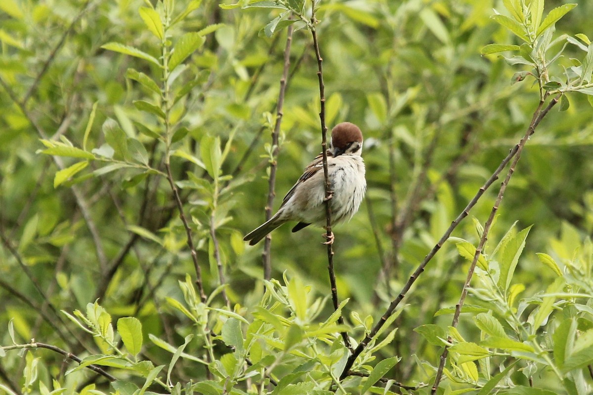 Eurasian Tree Sparrow - ML296728401